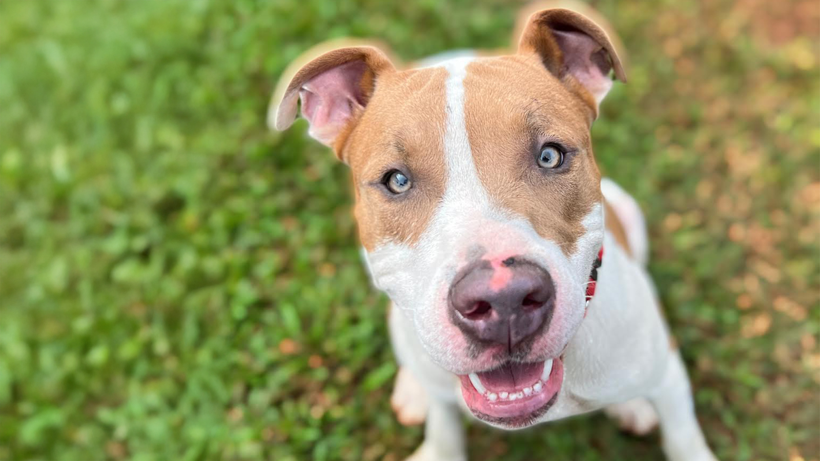 Pet of the Week: Hank